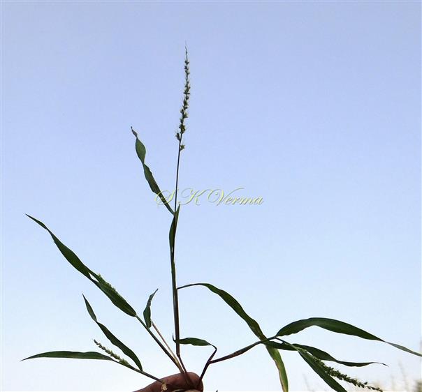  Plant